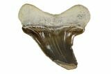 Fossil Shark (Cretoxyrhina) Tooth - Kansas #115691-1